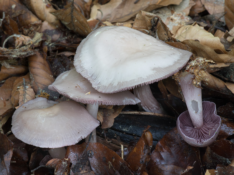 Mycena pelianthina